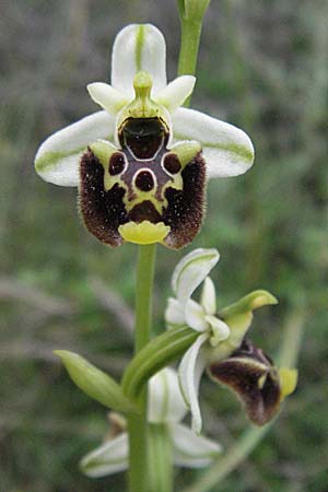 Ophrys untchjii \ Untchjs Ragwurz / Untchj's Orchid, Kroatien/Croatia,  Istrien/Istria, Bale 29.5.2006 