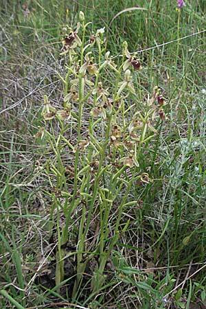 Ophrys untchjii \ Untchjs Ragwurz / Untchj's Orchid, Kroatien/Croatia,  Istrien/Istria, Bale 29.5.2006 