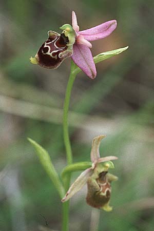 Ophrys untchjii \ Untchjs Ragwurz / Untchj's Orchid, Kroatien/Croatia,  Istrien/Istria, Gracisce 27.5.2006 