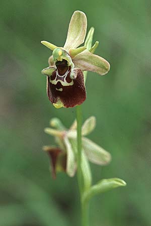 Ophrys untchjii \ Untchjs Ragwurz / Untchj's Orchid, Kroatien/Croatia,  Istrien/Istria, Gracisce 27.5.2006 
