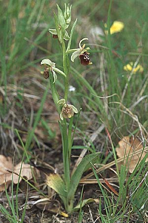 Ophrys untchjii \ Untchjs Ragwurz / Untchj's Orchid, Kroatien/Croatia,  Istrien/Istria, Gracisce 27.5.2006 