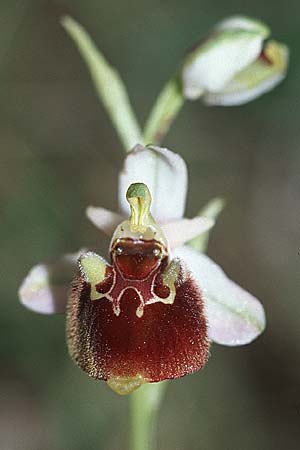 Ophrys untchjii \ Untchjs Ragwurz / Untchj's Orchid, Kroatien/Croatia,  Istrien/Istria, Bale 29.5.2006 