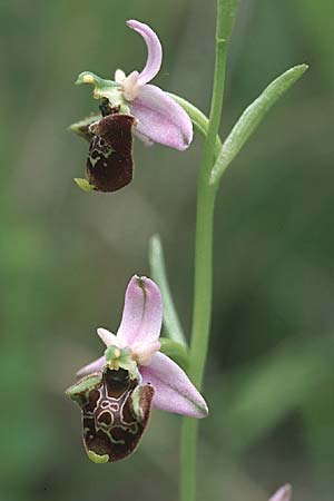 Ophrys untchjii \ Untchjs Ragwurz / Untchj's Orchid, Kroatien/Croatia,  Istrien/Istria, Gracisce 27.5.2006 