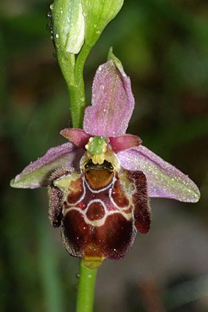 Ophrys untchjii x zinsmeisteri, Kroatien/Croatia,  Krk, Glavotok 9.5.2010 (Photo: Roko Cicmir)