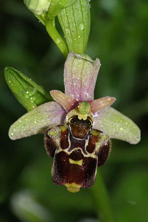 Ophrys untchjii x zinsmeisteri, Kroatien/Croatia,  Krk, Glavotok 9.5.2010 (Photo: Roko Cicmir)