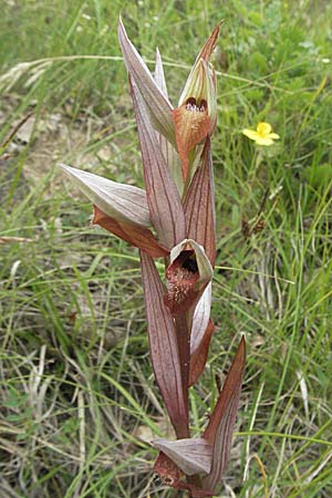 Serapias vomeracea \ Pflugschar-Zungenständel, Kroatien,  Istrien, Gracisce 27.5.2006 