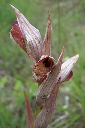 Serapias vomeracea \ Pflugschar-Zungenständel, Kroatien,  Istrien, Motovun 6.6.2008 