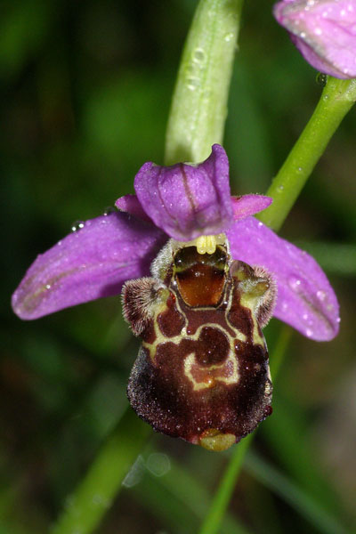 [click] Ophrys zinsmeisteri, Kroatien/Croatia,  Krk, Glavotok 9.5.2010 (Photo: Roko Cicmir)