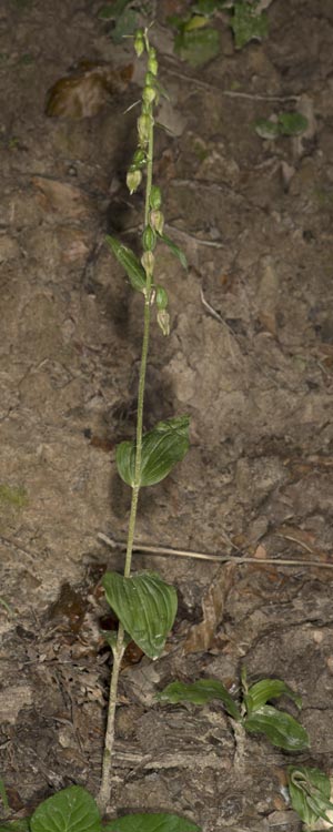 Epipactis mecsekensis / Mecsek Helleborine, Hungary,  Mecsek - Massif 29.7.2014 (Photo: Mark Lynes)