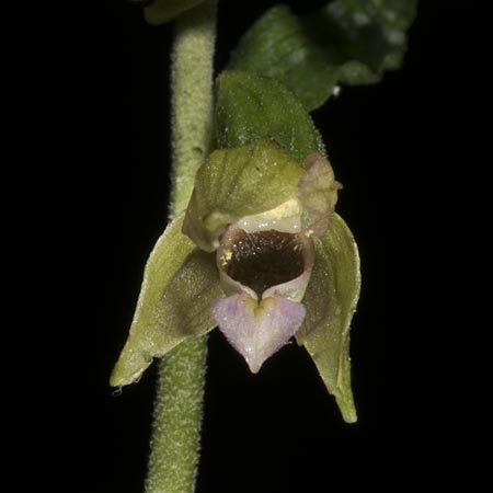 Epipactis mecsekensis / Mecsek Helleborine, Hungary,  Mecsek - Massif 29.7.2014 (Photo: Mark Lynes)