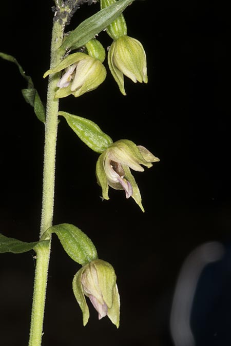 Epipactis mecsekensis / Mecsek Helleborine, Hungary,  Mecsek - Massif 29.7.2014 (Photo: Mark Lynes)