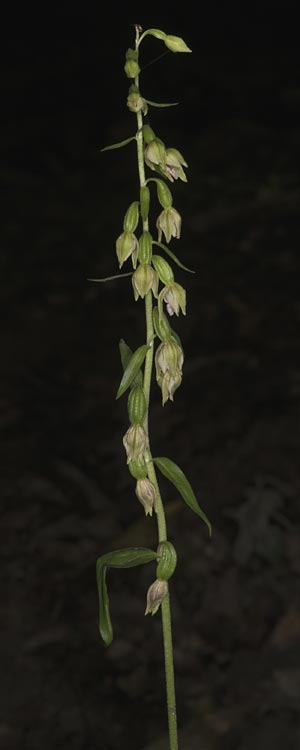 Epipactis mecsekensis / Mecsek Helleborine, Hungary,  Mecsek - Massif 29.7.2014 (Photo: Mark Lynes)