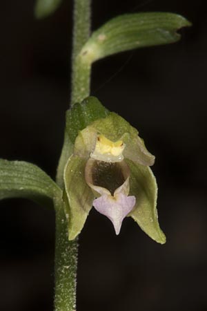 Epipactis mecsekensis / Mecsek Helleborine, Hungary,  Mecsek - Massif 29.7.2014 (Photo: Mark Lynes)
