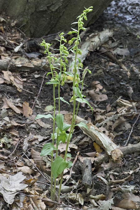 Epipactis mecsekensis / Mecsek Helleborine, Hungary,  Mecsek - Massif 29.7.2014 (Photo: Mark Lynes)
