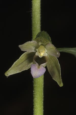 Epipactis mecsekensis / Mecsek Helleborine, Hungary,  Mecsek - Massif 29.7.2014 (Photo: Mark Lynes)