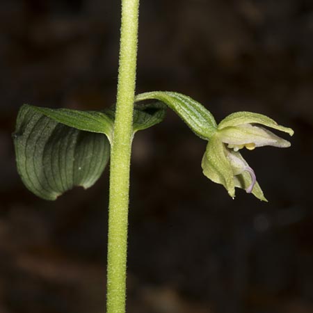 Epipactis mecsekensis / Mecsek Helleborine, Hungary,  Mecsek - Massif 29.7.2014 (Photo: Mark Lynes)