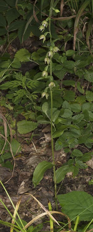 Epipactis mecsekensis / Mecsek Helleborine, Hungary,  Mecsek - Massif 29.7.2014 (Photo: Mark Lynes)
