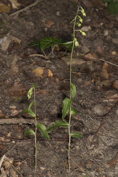 Epipactis mecsekensis / Mecsek Helleborine, Hungary,  Mecsek - Massif 31.7.2014 (Photo: Mark Lynes)