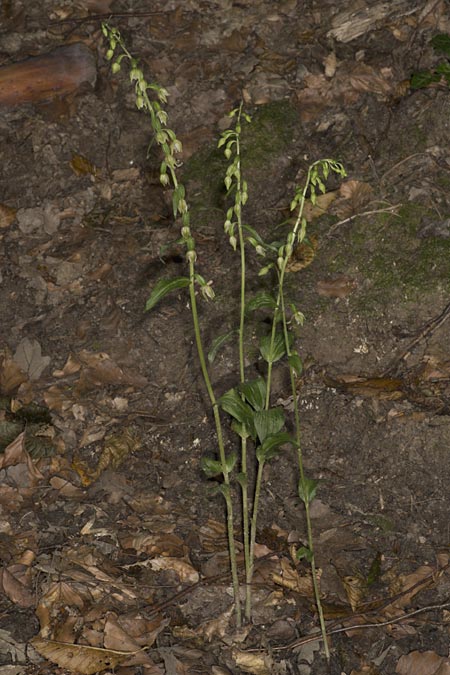 Epipactis mecsekensis / Mecsek Helleborine, Hungary,  Mecsek - Massif 31.7.2014 (Photo: Mark Lynes)