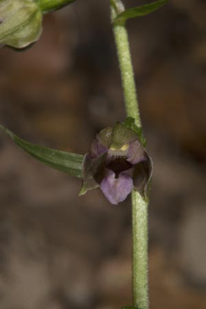 Epipactis mecsekensis / Mecsek Helleborine, Hungary,  Mecsek - Massif 1.8.2014 (Photo: Mark Lynes)