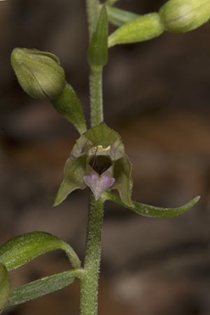 Epipactis mecsekensis / Mecsek Helleborine, Hungary,  Mecsek - Massif 1.8.2014 (Photo: Mark Lynes)