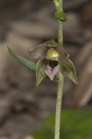 Epipactis mecsekensis / Mecsek Helleborine, Hungary,  Mecsek - Massif 1.8.2014 (Photo: Mark Lynes)