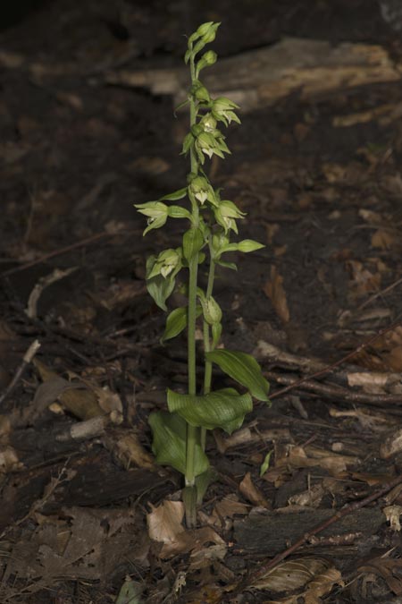 Epipactis moravica \ Mährische Ständelwurz, Ungarn,  Mecsek - Gebirge 29.7.2014 (Photo: Mark Lynes)