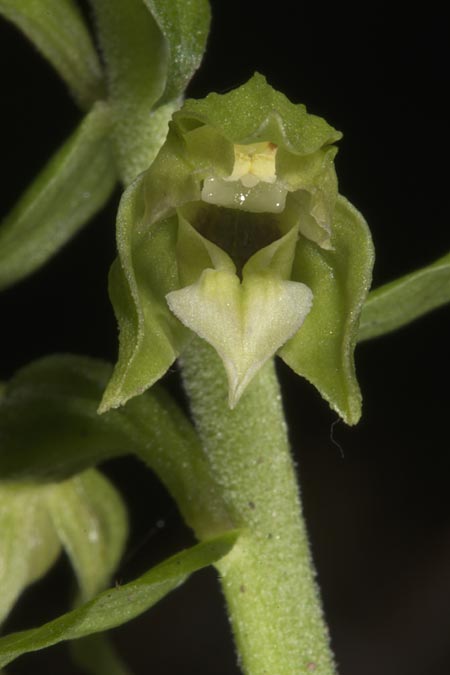 Epipactis moravica \ Mährische Ständelwurz, Ungarn,  Mecsek - Gebirge 29.7.2014 (Photo: Mark Lynes)
