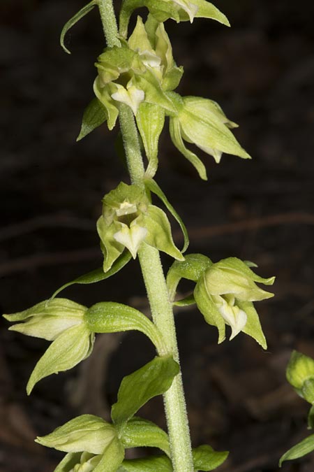 Epipactis moravica \ Mährische Ständelwurz, Ungarn,  Mecsek - Gebirge 29.7.2014 (Photo: Mark Lynes)