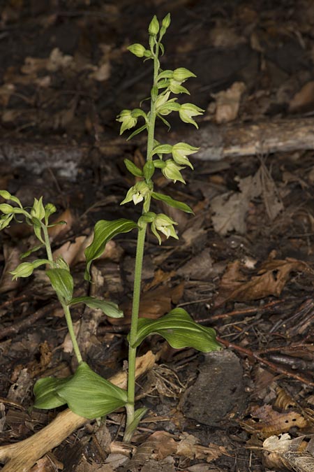 Epipactis moravica \ Mährische Ständelwurz, Ungarn,  Mecsek - Gebirge 29.7.2014 (Photo: Mark Lynes)