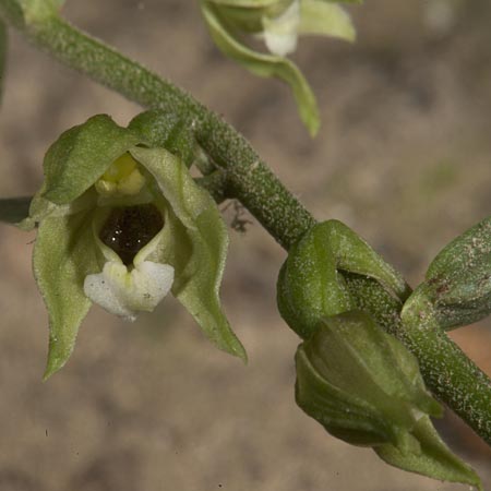 Epipactis moravica \ Mährische Ständelwurz, Ungarn,  Mecsek - Gebirge 31.7.2014 (Photo: Mark Lynes)