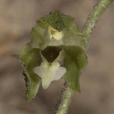Epipactis moravica \ Mährische Ständelwurz, Ungarn,  Mecsek - Gebirge 31.7.2014 (Photo: Mark Lynes)