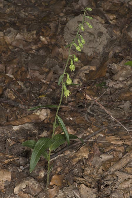 Epipactis peitzii \ Peitz-Ständelwurz (?), Ungarn,  Mecsek - Gebirge 29.7.2014 (Photo: Mark Lynes)