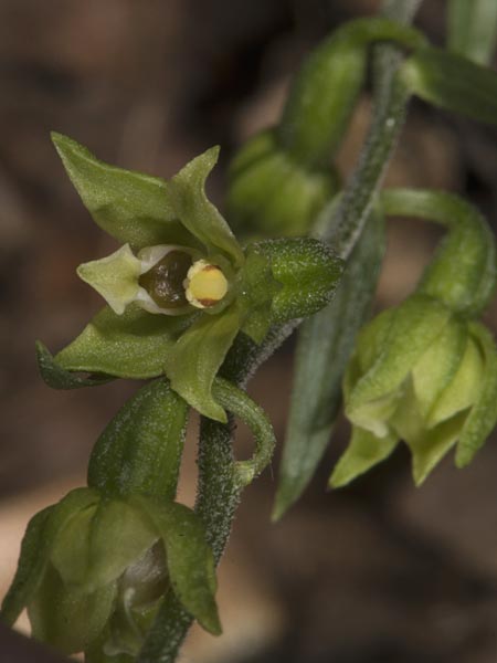 Epipactis peitzii \ Peitz-Ständelwurz (?), Ungarn,  Mecsek - Gebirge 29.7.2014 (Photo: Mark Lynes)