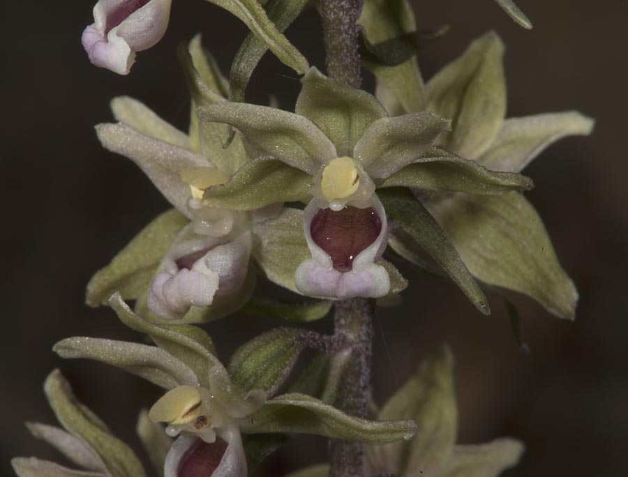 Epipactis purpurata \ Violette Ständelwurz / Violet Helleborine, Ungarn/Hungary,  Mecsek - Gebirge/Massif 29.7.2014 (Photo: Mark Lynes)