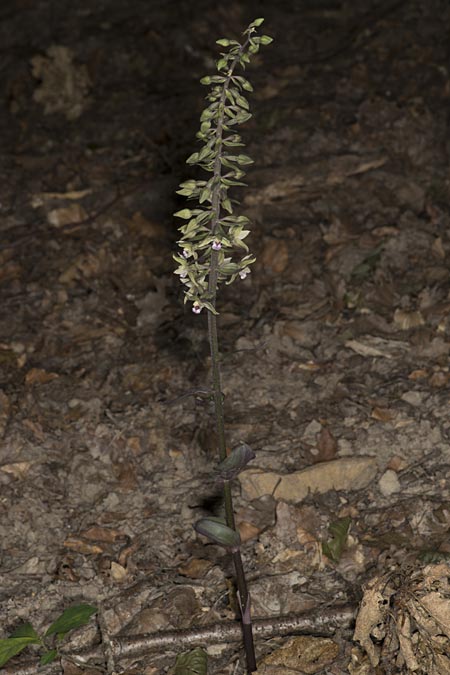 Epipactis purpurata \ Violette Ständelwurz / Violet Helleborine, Ungarn/Hungary,  Mecsek - Gebirge/Massif 29.7.2014 (Photo: Mark Lynes)