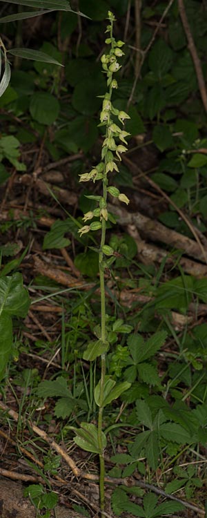 Epipactis tallosii \ Tallos' Ständelwurz, Ungarn,  Mecsek - Gebirge 26.7.2014 (Photo: Mark Lynes)