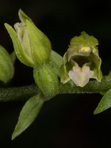 Epipactis tallosii \ Tallos' Ständelwurz, Ungarn,  Mecsek - Gebirge 26.7.2014 (Photo: Mark Lynes)