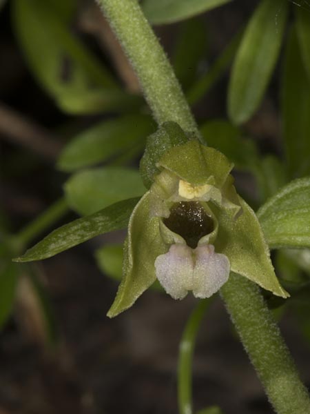 Epipactis tallosii \ Tallos' Ständelwurz, Ungarn,  Mecsek - Gebirge 26.7.2014 (Photo: Mark Lynes)