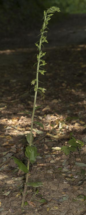 Epipactis tallosii \ Tallos' Ständelwurz, Ungarn,  Mecsek - Gebirge 26.7.2014 (Photo: Mark Lynes)