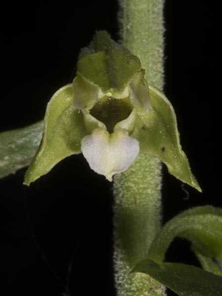 Epipactis tallosii \ Tallos' Ständelwurz, Ungarn,  Mecsek - Gebirge 26.7.2014 (Photo: Mark Lynes)