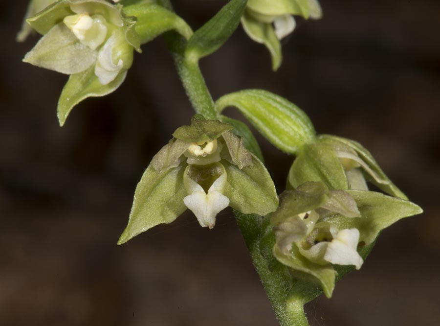 Epipactis tallosii \ Tallos' Ständelwurz, Ungarn,  Mecsek - Gebirge 31.7.2014 (Photo: Mark Lynes)