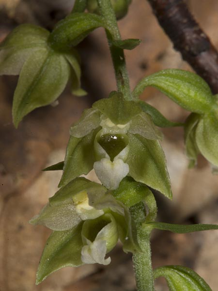 Epipactis tallosii \ Tallos' Ständelwurz, Ungarn,  Mecsek - Gebirge 31.7.2014 (Photo: Mark Lynes)