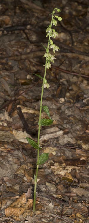 Epipactis tallosii \ Tallos' Ständelwurz, Ungarn,  Mecsek - Gebirge 31.7.2014 (Photo: Mark Lynes)