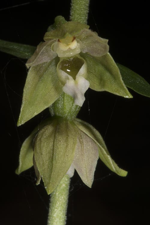 Epipactis tallosii \ Tallos' Ständelwurz, Ungarn,  Mecsek - Gebirge 31.7.2014 (Photo: Mark Lynes)