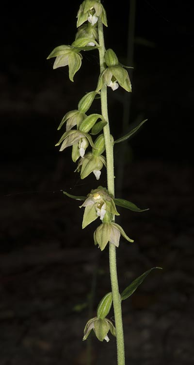 Epipactis tallosii \ Tallos' Ständelwurz, Ungarn,  Mecsek - Gebirge 31.7.2014 (Photo: Mark Lynes)