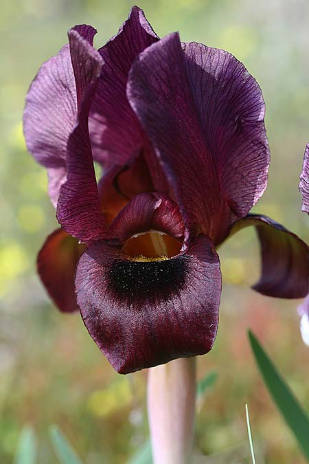 Iris atropurpurea \ Purpur-Iris / Coastal Iris, Israel Tel Aviv 26.2.2017 (Photo: Helmut Presser)