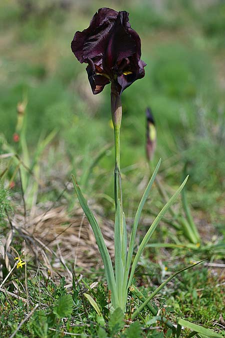 Iris atropurpurea \ Purpur-Iris / Coastal Iris, Israel Tel Aviv 26.2.2017 (Photo: Helmut Presser)