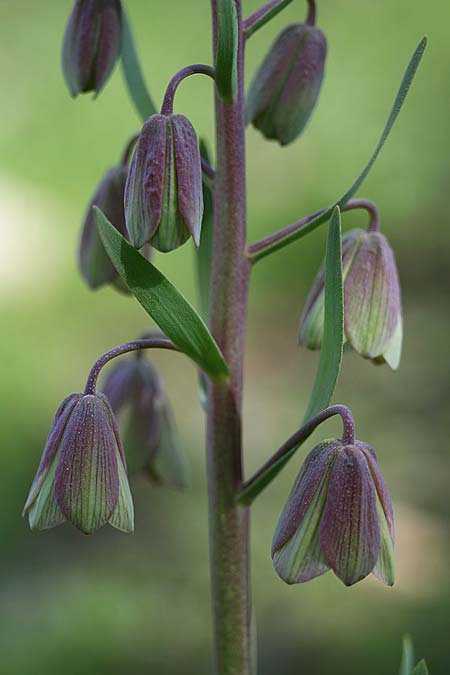 Fritillaria persica \ Persische Schachblume / Persian Fritillary, Israel Nord-/Northern Israel 27.2.2017 (Photo: Helmut Presser)