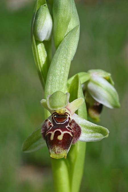 Ophrys carmeli / Carmel Bee Orchid, Israel,  Mount Carmel 4.3.2017 (Photo: Helmut Presser)